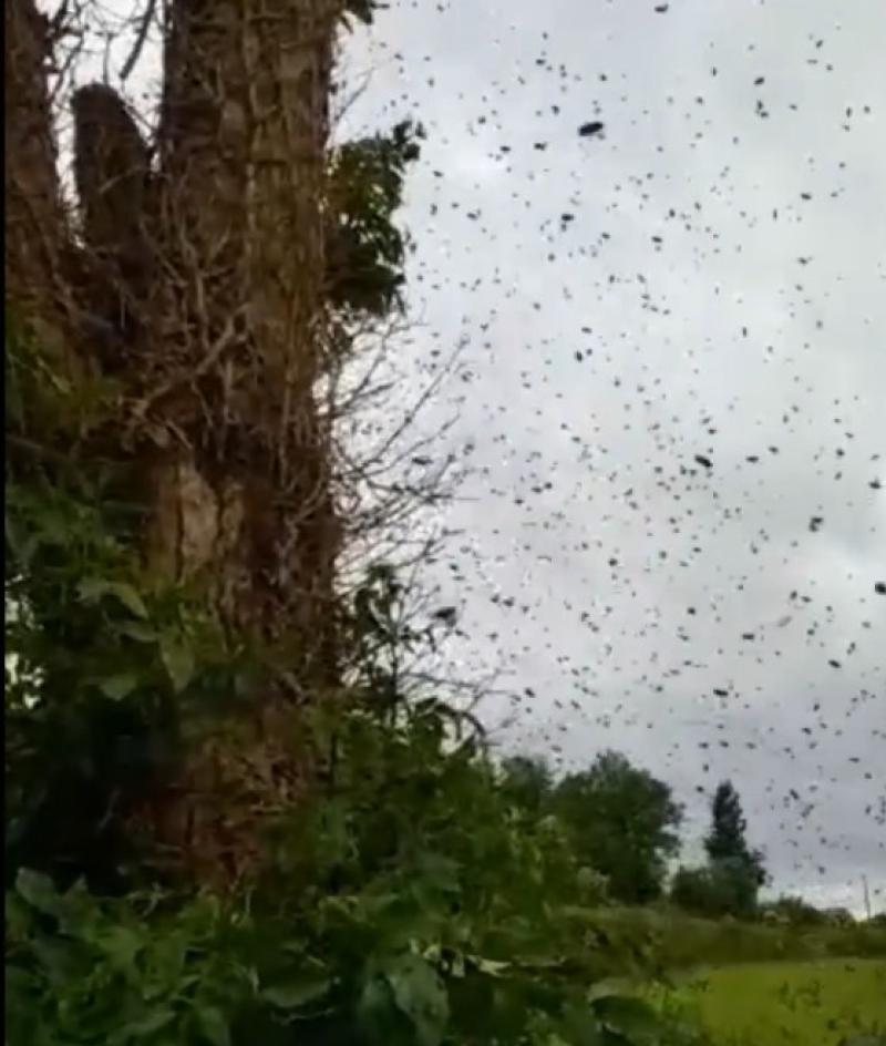 Carlow Carlow Carlow