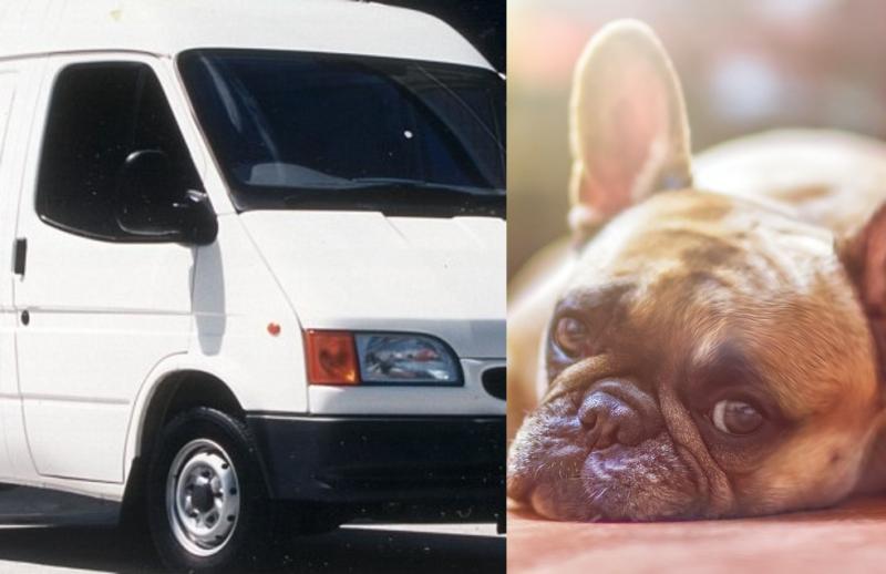 Dognappers on the loose in the South East, warns animal sanctuary 