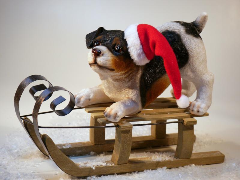 Carlow puppy