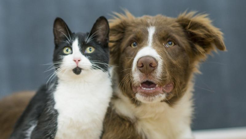 People divided over landlords charging people 'pet rent'