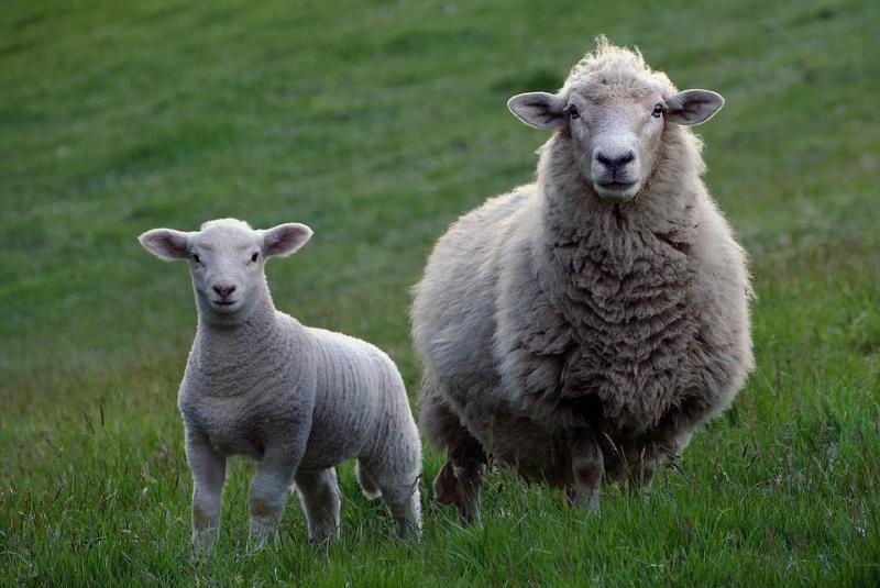 Warning issued to Carlow farmers over predicted risk of infection in lambs 