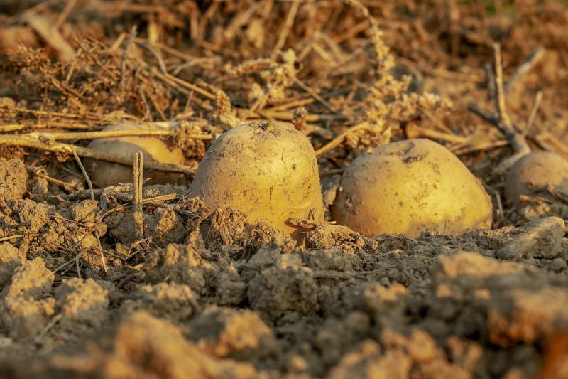 Met Éireann releases potato blight advisory warning