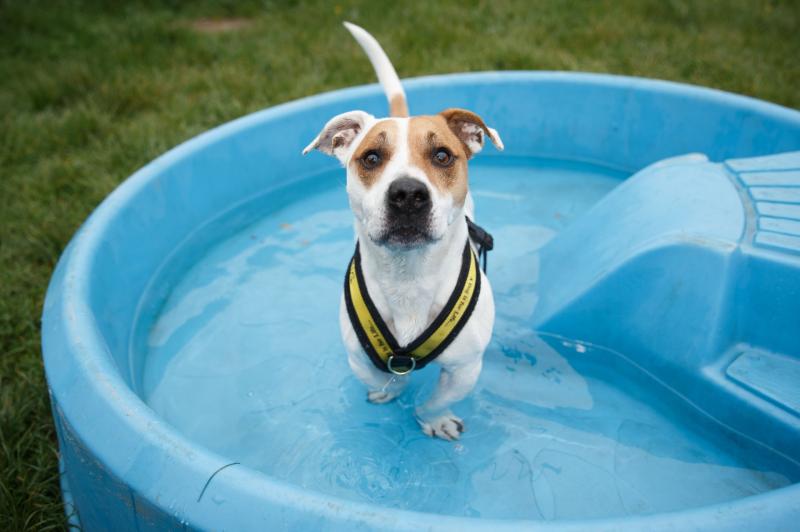 Dogs Trust warns dog owners 'never leave your dogs in parked cars' during Summer heatwave 