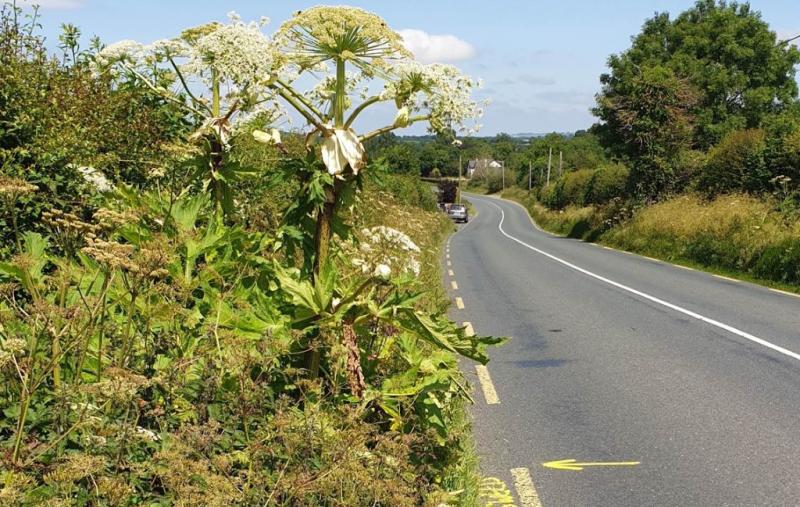 Carlow people warned not to go near this skin-burning plant 