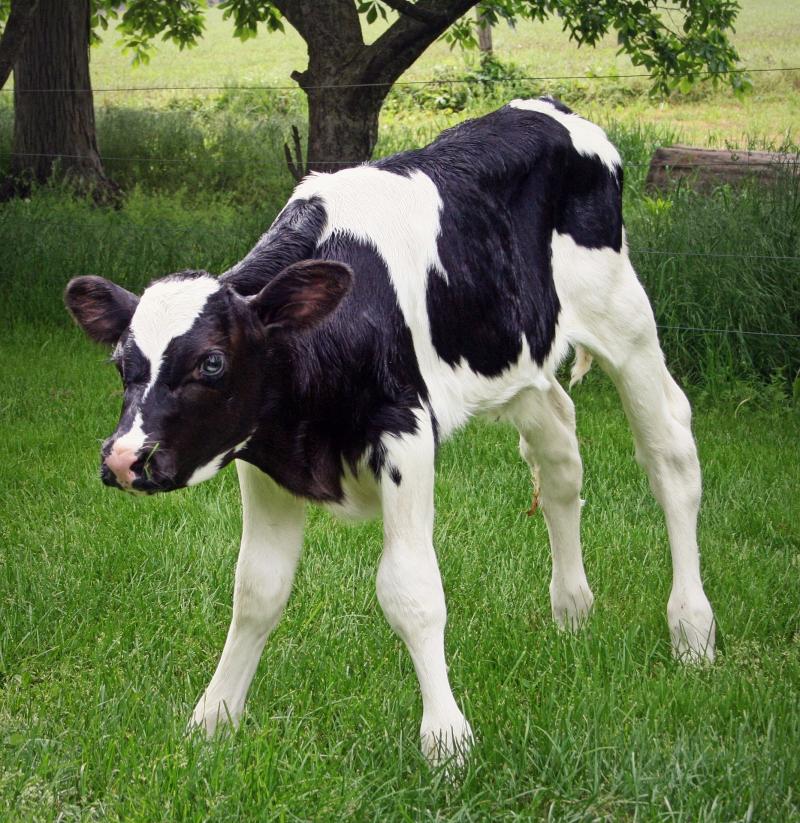 ISPCA calls on Agriculture Minister to investigate hundreds of dead calves on Irish farm