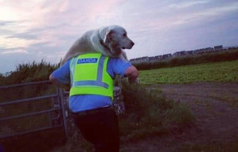 Garda carries dog found injured near Waterford cliffs to safety 