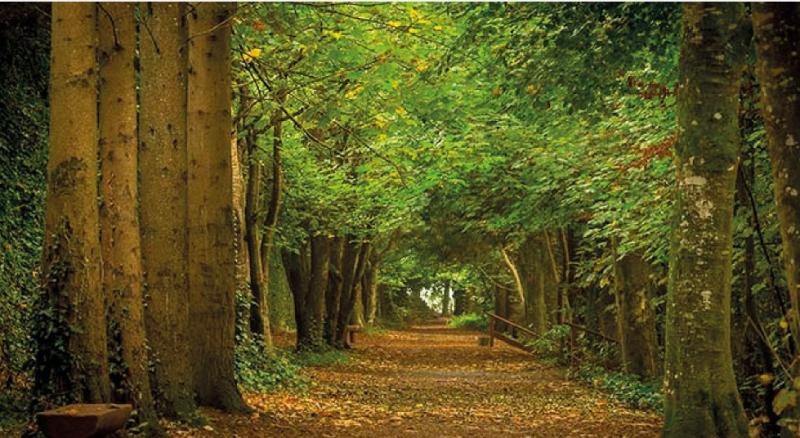 Applicants sought for new initiative to create community forests across Carlow