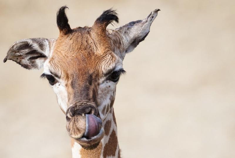 How cute is this giraffe calf born at Dublin Zoo