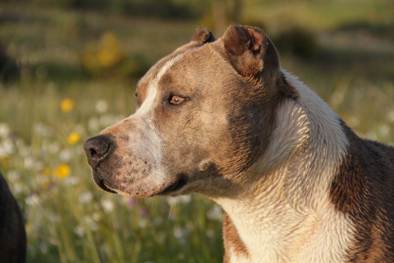  IFA calls for database of dog owners to curb 'critical issue' of farm attacks