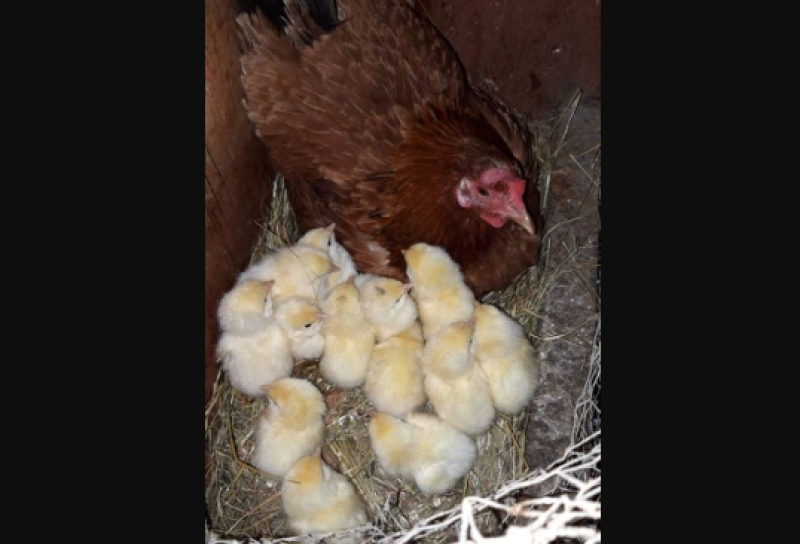 Offaly man's miracle hen continues to break records