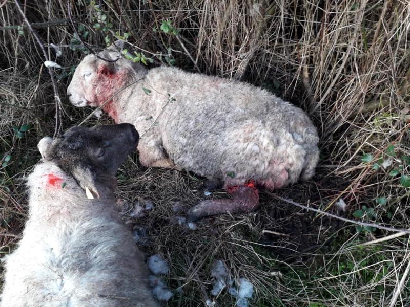 Fifty pregnant ewes attacked in Laois sheep kill