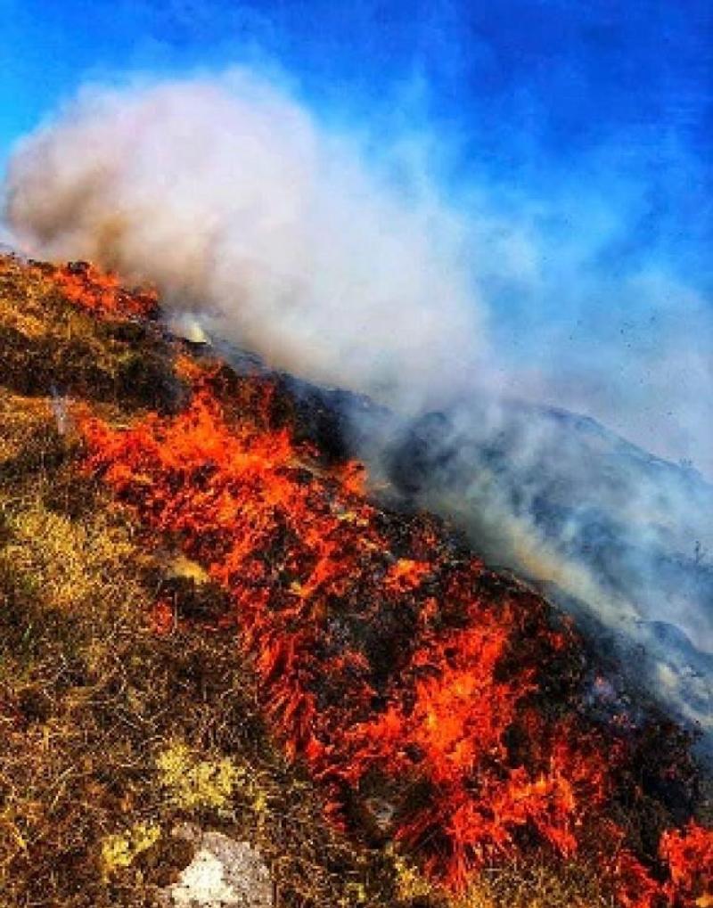  Almost 50% of Irish people worry wildfires caused by climate change will harm local area