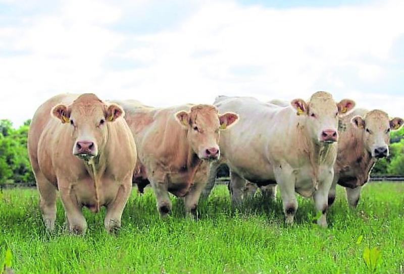 Ifac warns Carlow farmers to seek advice before entering registered farm partnership