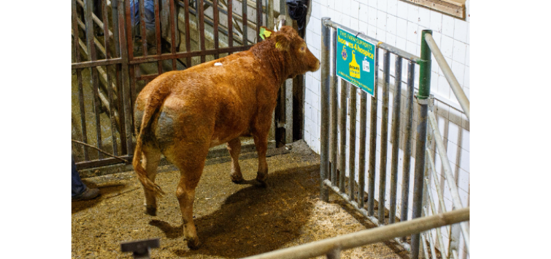 Offaly's 'Hooves 4 Hospice' mooves up a gear with first animal sale 
