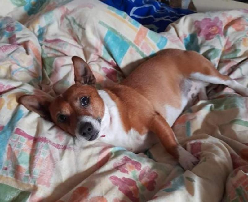 Appeal for missing 'Bruce' in Kilkenny City