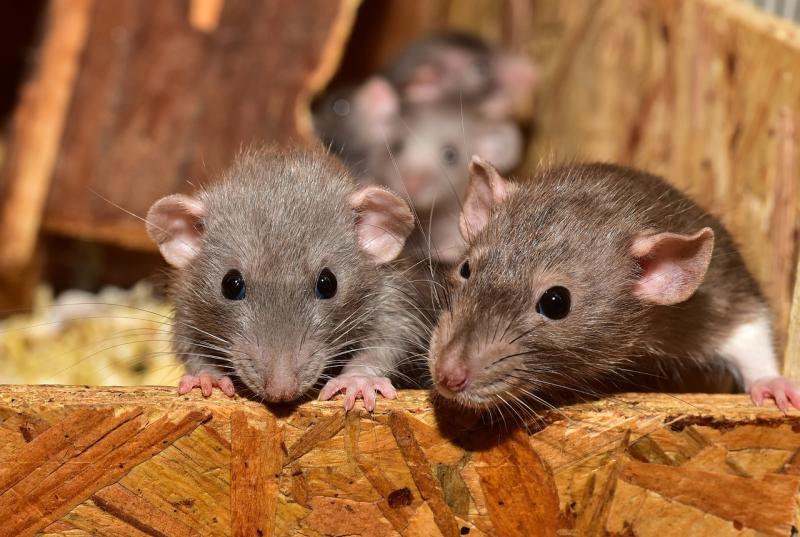 The tiny hole rats are using to get into Irish homes amid major Christmas warning