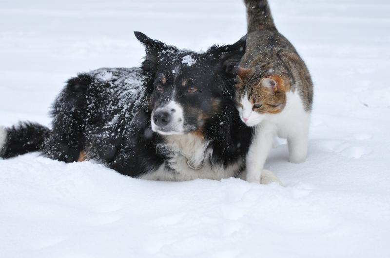 ISPCA issue important safety tips for pet owners as cold spell forecasted to continue across Ireland