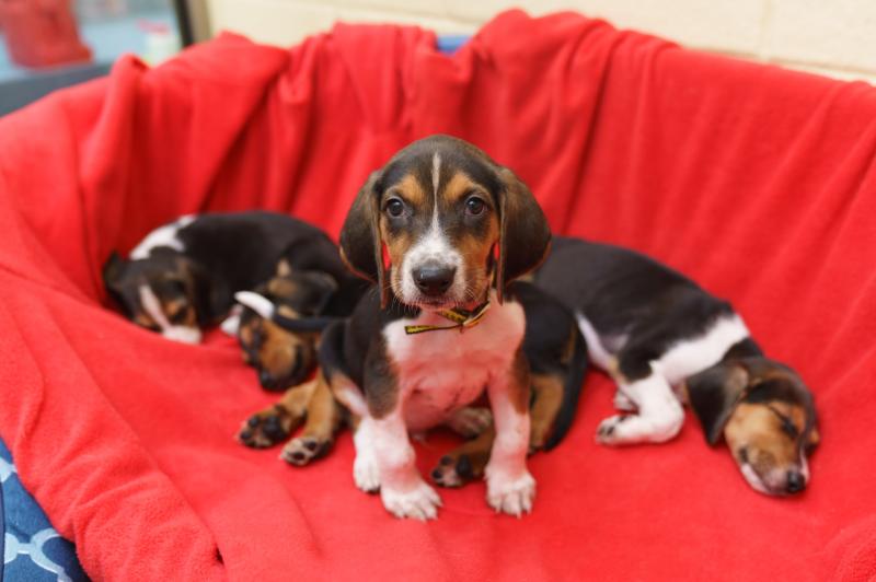 Top tips on helping you and your puppy get a good night&rsquo;s sleep