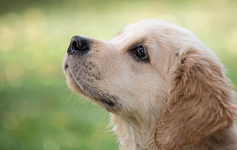 WARNING: Dock the tail of a puppy and face prosecution for animal cruelty
