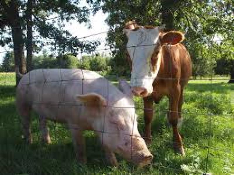  Ireland’s first Animal Welfare Strategy launched by Agriculture Minister