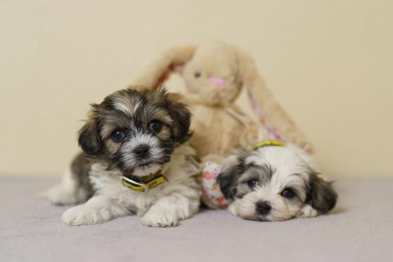 Laois dog owners warned - Paws off the chocolate this Easter!