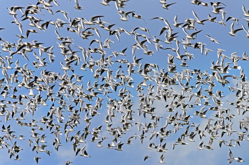 ALERT: Public warned of sharp jump in callouts for pest birds ahead of summer months