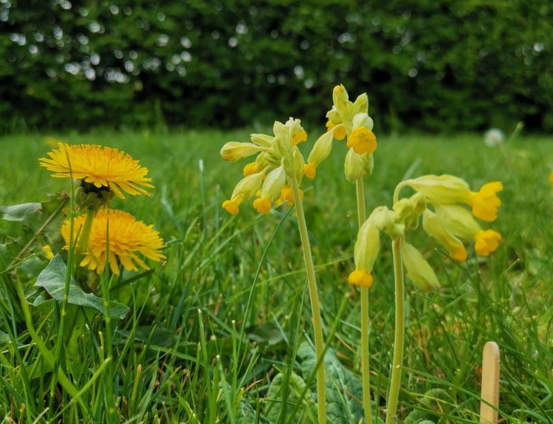 Tullow applicant successful for Community Biodiversity Grant