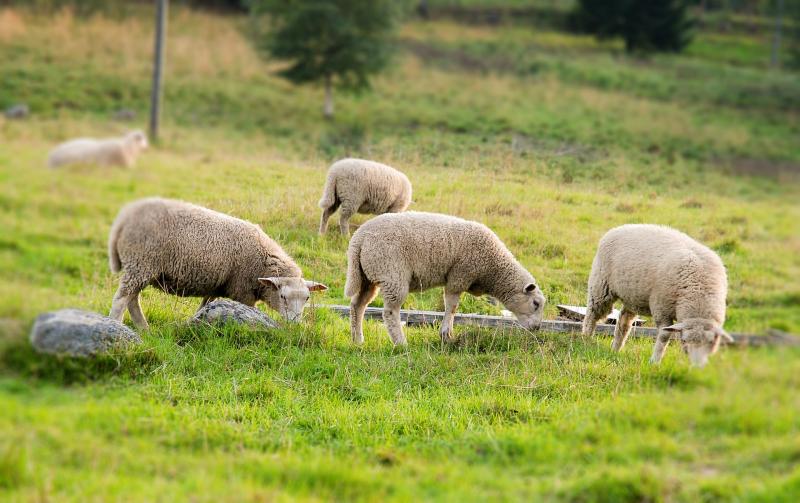 New enhanced rates for Irish organic farmers to come into effect in 2023