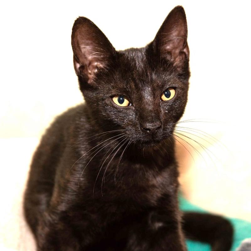 Black cats and superstitions on Friday 13th 