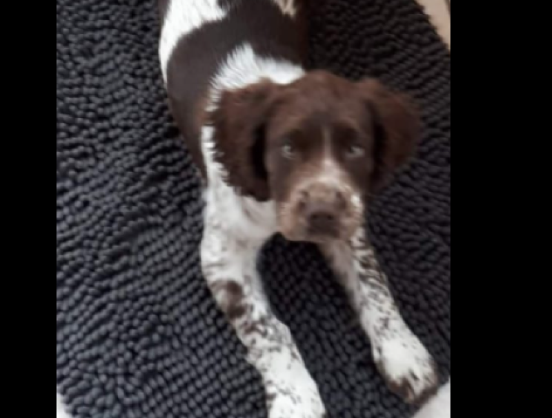 Appeal for puppy stolen from home in Carlow