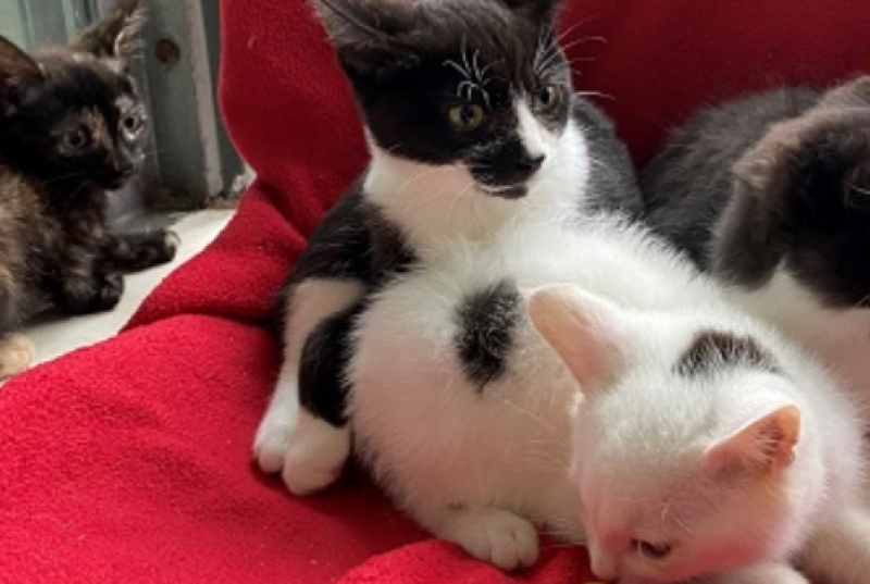Over 100 cats and kittens need adopting, says Irish animal charity 