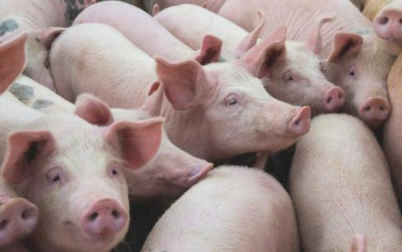 'Barbaric' - Protest of live pig export from Ireland to China takes place today