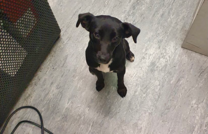 Irish Rail appeals for owner of dog who took solo journey to Dublin