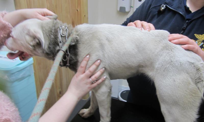 Irish animal welfare group urges people not to use pain to train pets