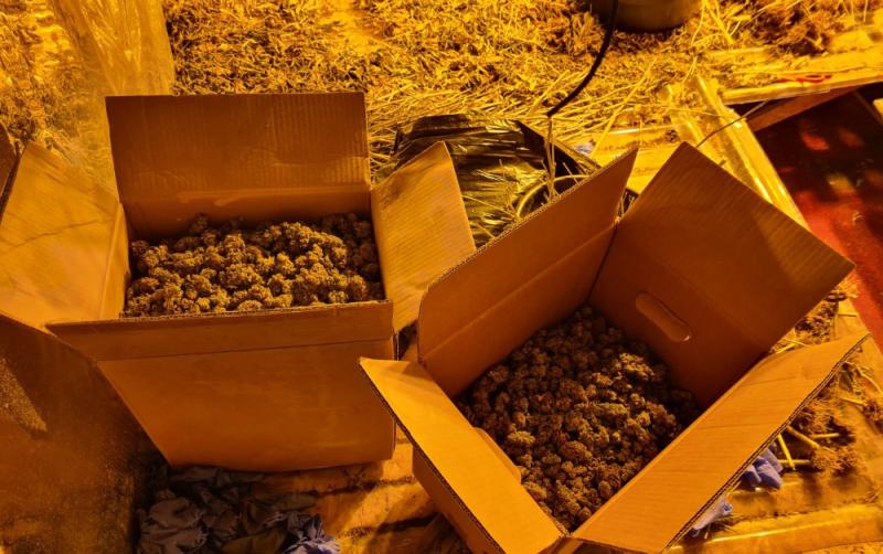Gardaí seize €150,000 worth of suspected cannabis plants in Monaghan