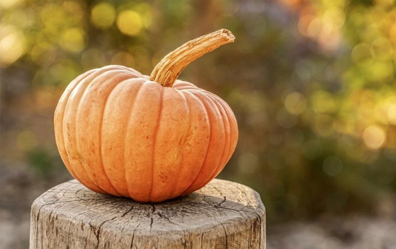 A-list actor broke into Irish pumpkin farm