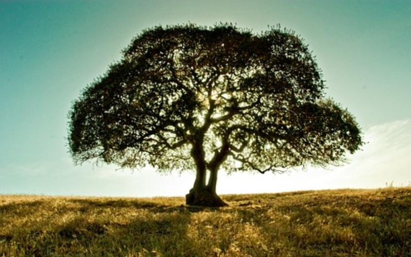The company behind the viral 'Plant a Tree' trend on Instagram start a fundraiser 