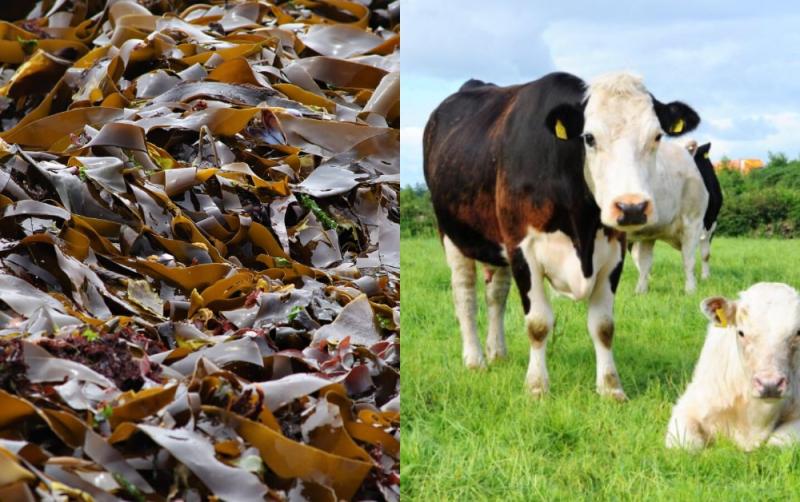 Irish scientists attempt to cut methane in cow burps with seaweed