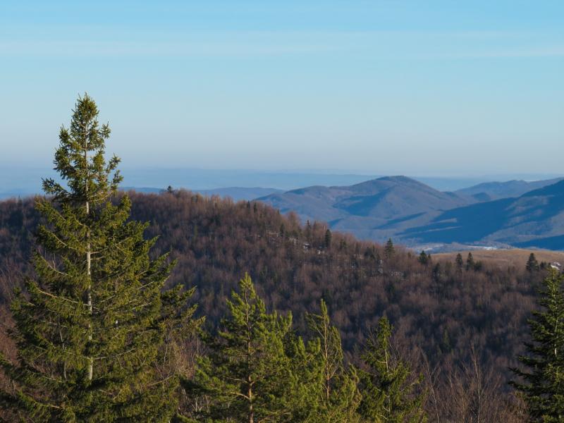 Gardaí air patrols and checkpoints deployed to combat raids on Christmas tree farms 