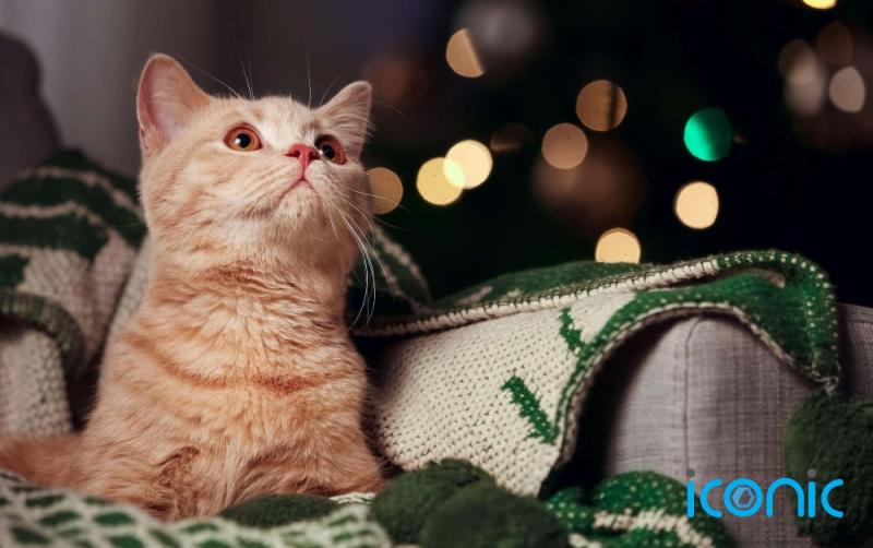 No Christmas Eve night out? Here are the benefits to staying in