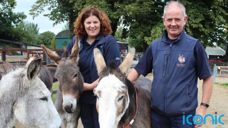 Donkey charity ‘bursting at the seams’ as rescue cases grow