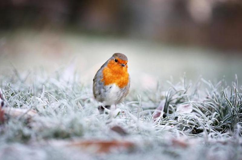 CARLOW WEATHER: Dry today (Jan 26) with frost and low temperatures developing later