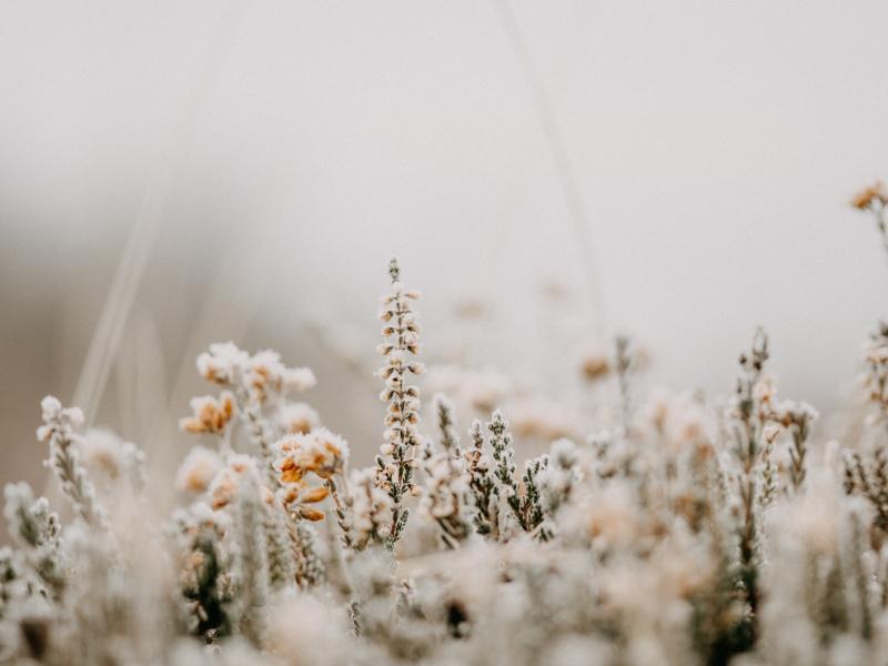 CARLOW WEATHER: A frosty start this morning but mainly dry for the week ahead 