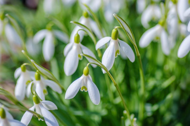 Welcome the first signs of Spring this month with Carlow's Snowdrop events