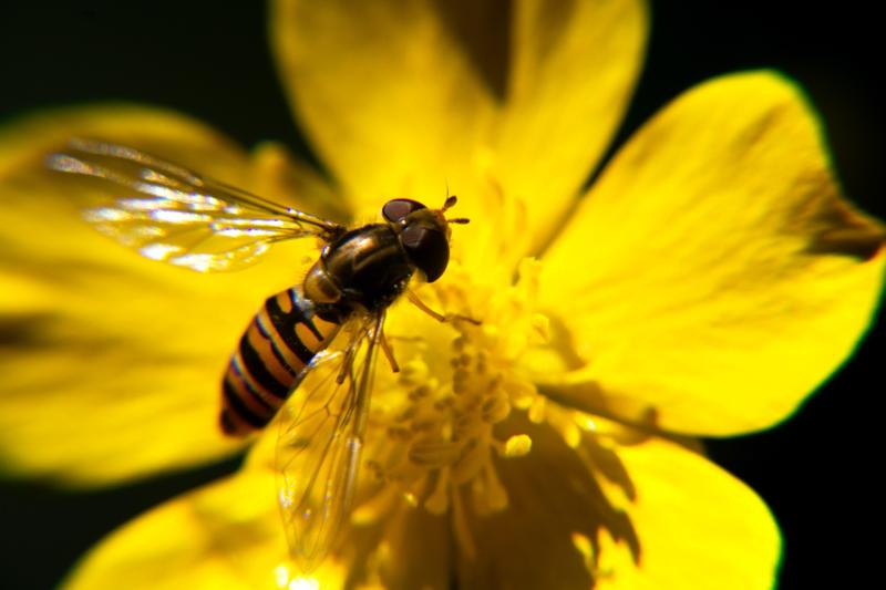 Local authorities in Carlow encouraged to apply for Biodiversity Fund