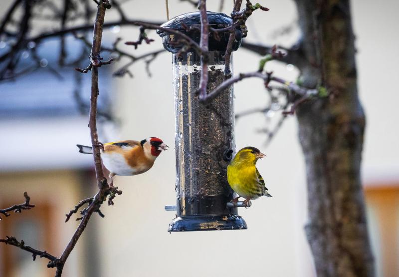 Carlow gardeners encouraged to feed birds to aid pest control