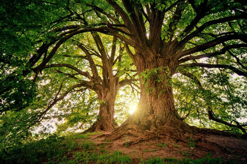 Carlow to mark National Tree Week with some exciting events 