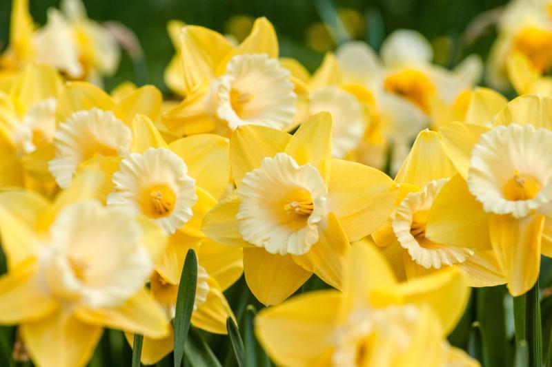 Public urged to support cancer patient services in Carlow this Daffodil Day