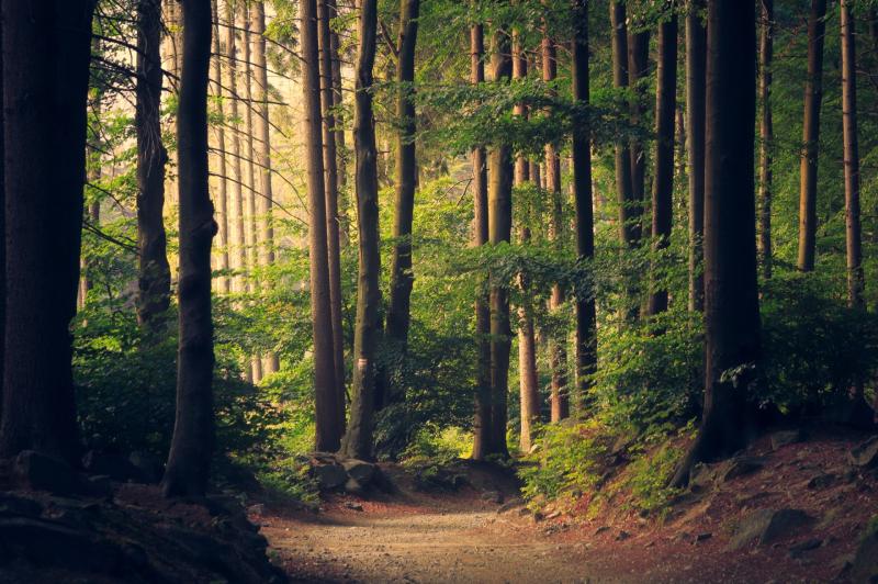 Nature mindfulness walk to take place in Carlow 