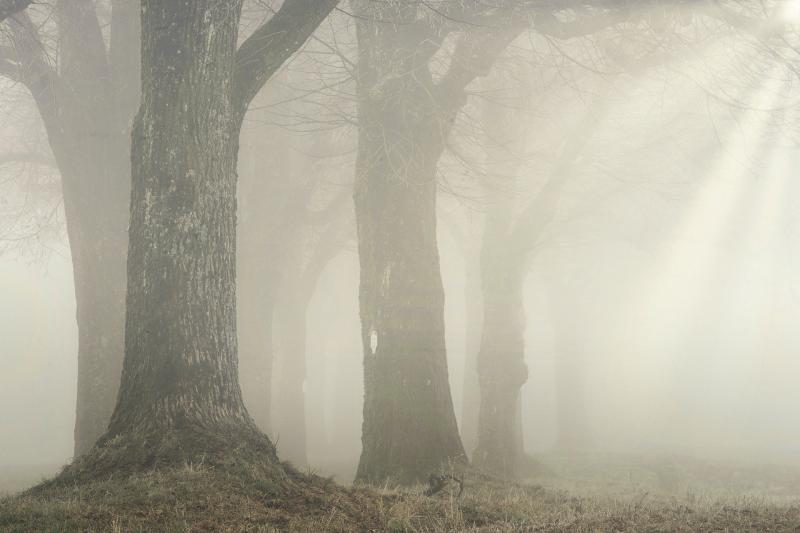 CARLOW WEATHER: Scattered showers and fog patches expected today